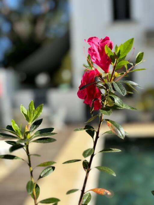 גראנדה באיה Charmant T4 Avec Vue Piscine מראה חיצוני תמונה